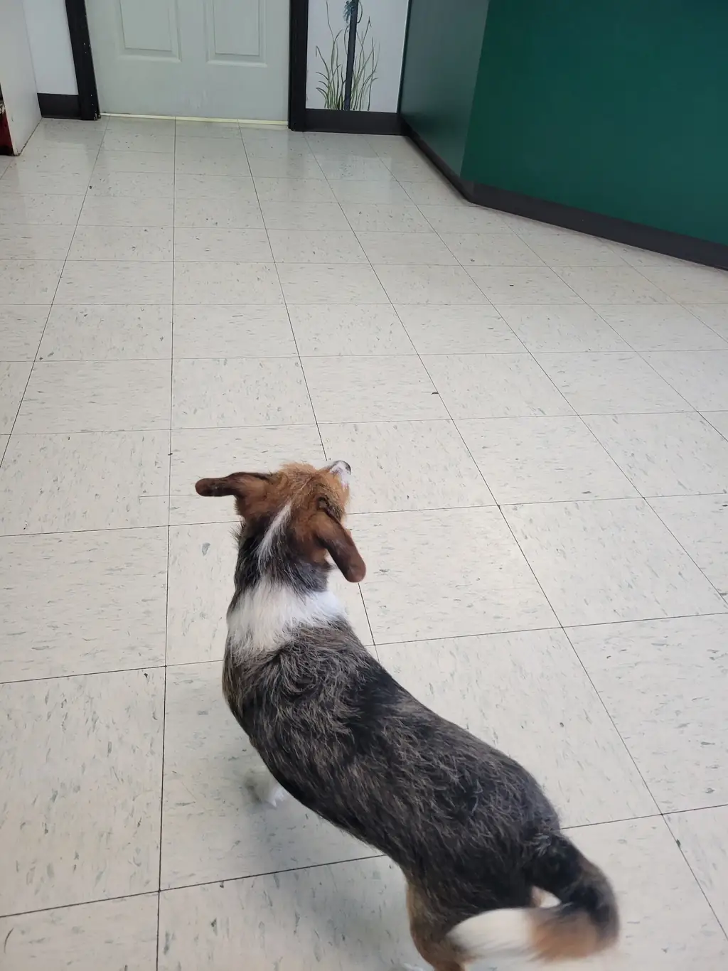 Microchipping and orthopedic certification