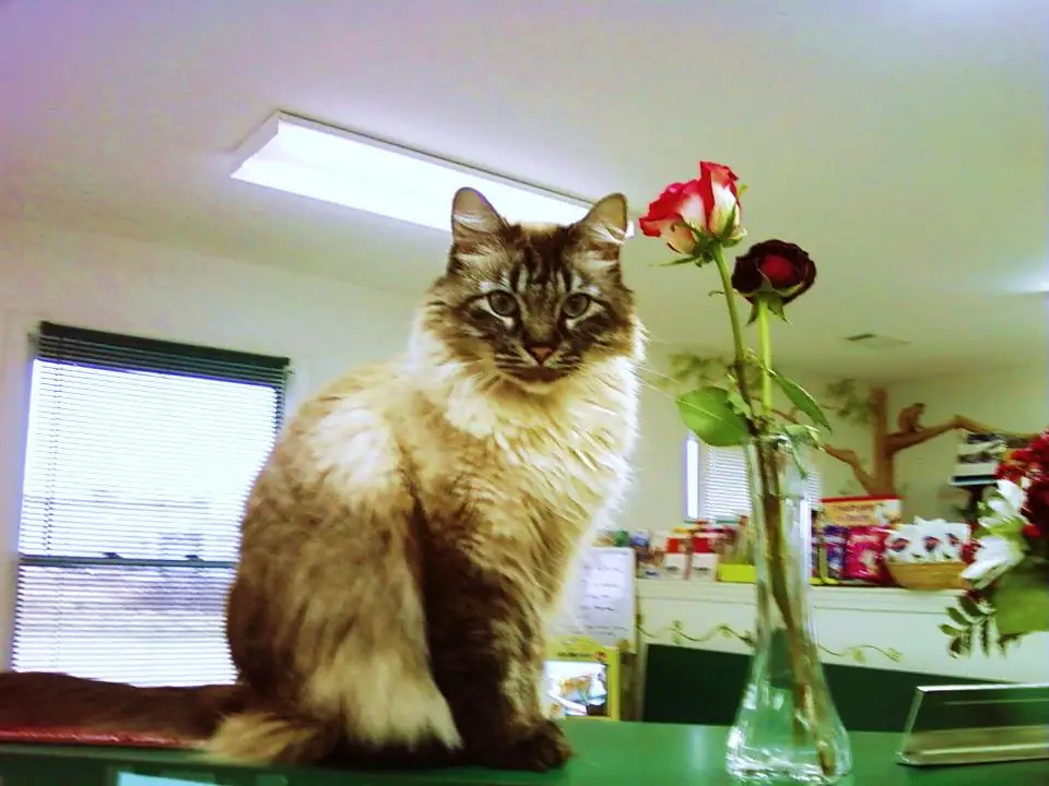 A cat on the front desk counter at Woodsprings Animal Clinic in Jonesboro