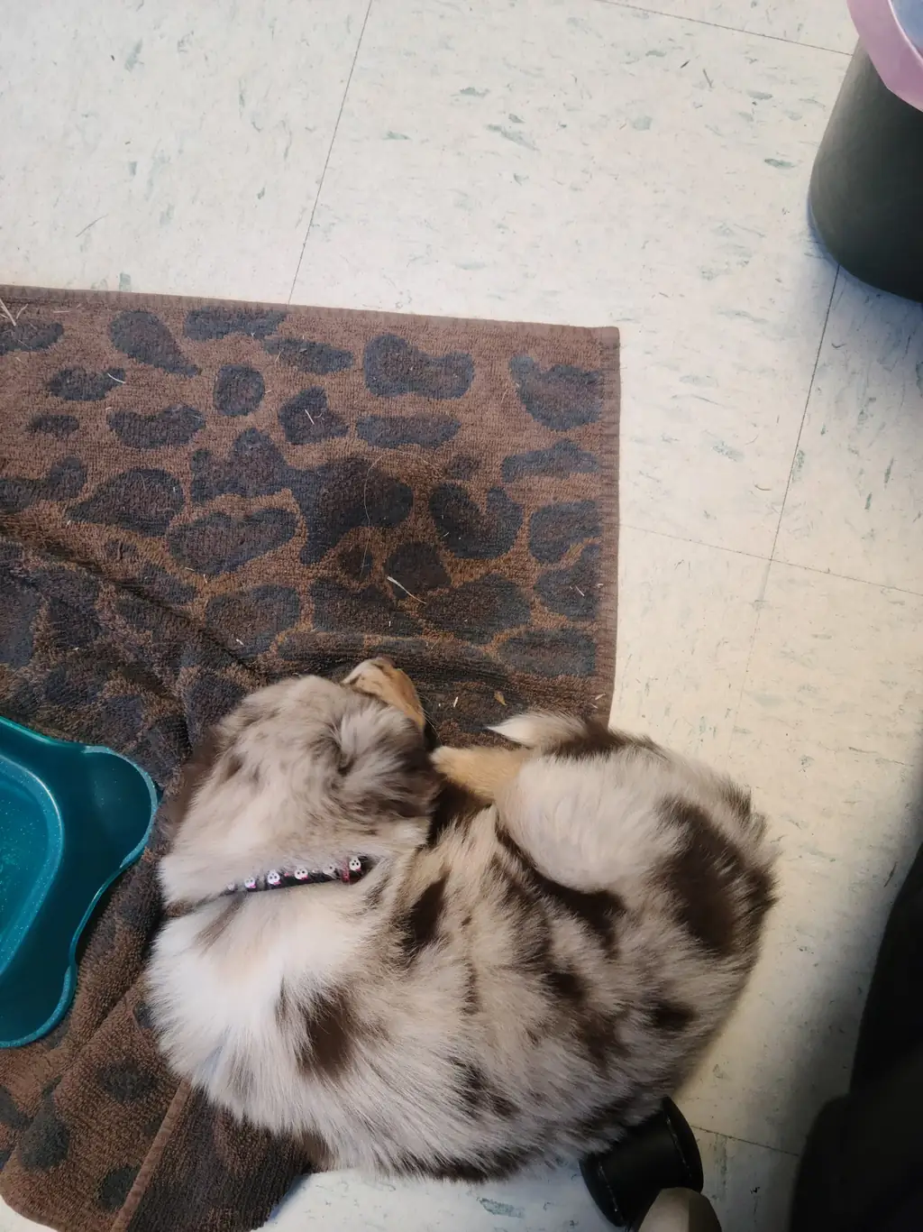 Hospitalization and heartworm treatment