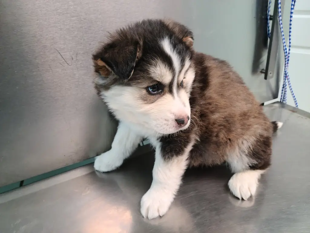 A husky puppy on the stainless exam table at Woodsprings Animal Clinic in Jonesboro