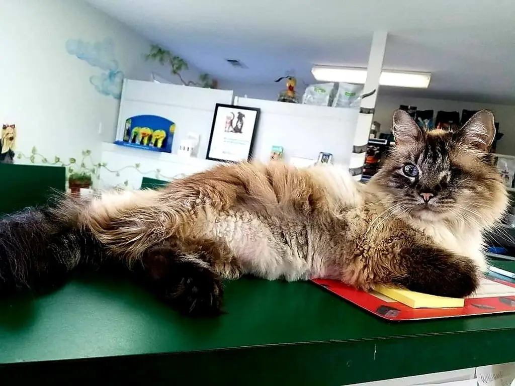 Caribbean, the clinic cat, on the front desk at Woodsprings Animal Clinic