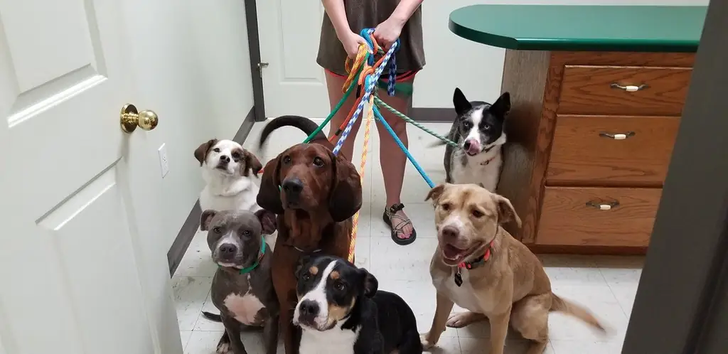 Boarding dogs on leashes with a staff member at Woodsprings Animal Clinic in Jonesboro