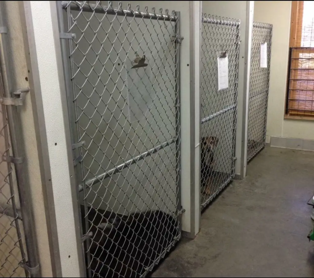 Getting Your Dog or Cat Ready to Board
