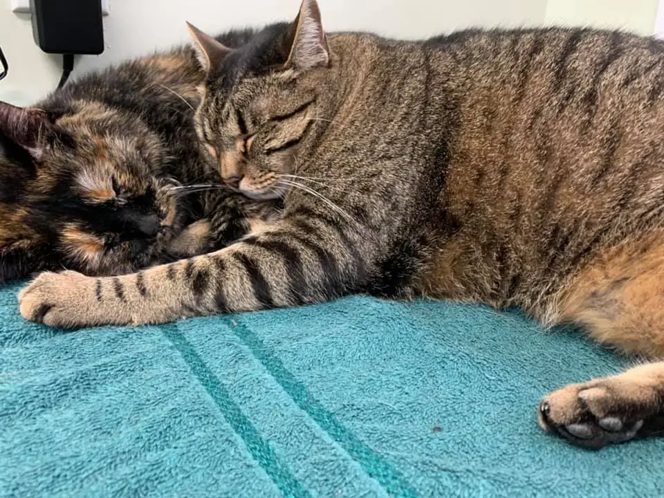 Resident cats Kitten and Lilly at Woodsprings Animal Clinic